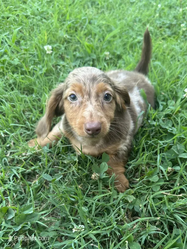 Sammi – Miniature Dachshund puppy for sale in Wyandotte, OK