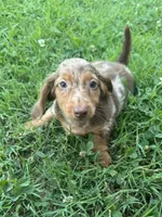 Sammi, a female Miniature Dachshund for sale in Wyandotte, OK – 1 of 4