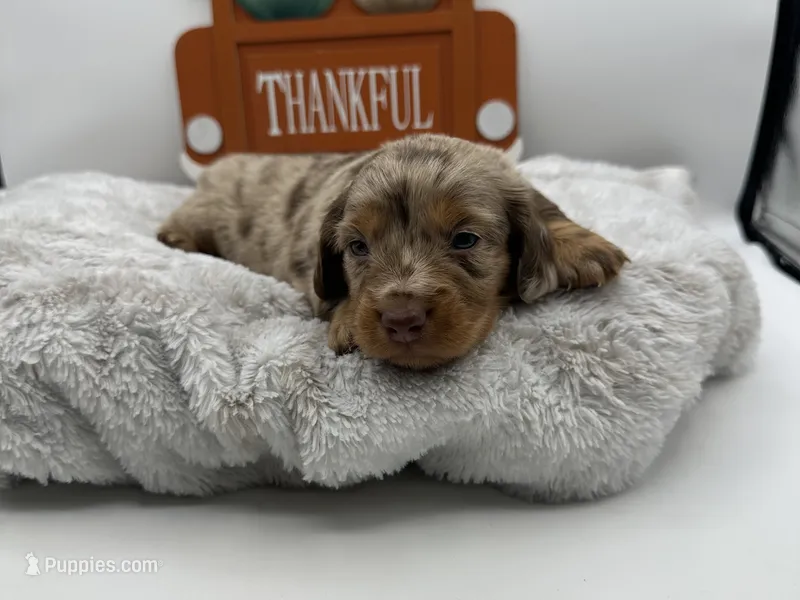 Anne , a female Miniature Dachshund for sale in Wyandotte, OK – 1 of 3