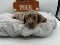 Anne , a female Miniature Dachshund for sale in Wyandotte, OK – 1 of 3