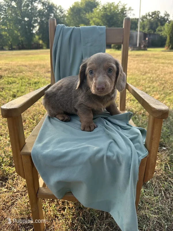 Tank  – Miniature Dachshund puppy for sale in Wyandotte, OK