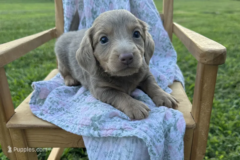 Artie  – Miniature Dachshund puppy for sale in Wyandotte, OK