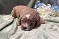 Bruce , a male Cavapoo for sale in Wyandotte, OK – 3 of 3