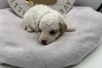 Harper, a female Bichpoo for sale in Wyandotte, OK – 3 of 3