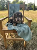 Sophie , a female Miniature Dachshund for sale in Wyandotte, OK – 3 of 3