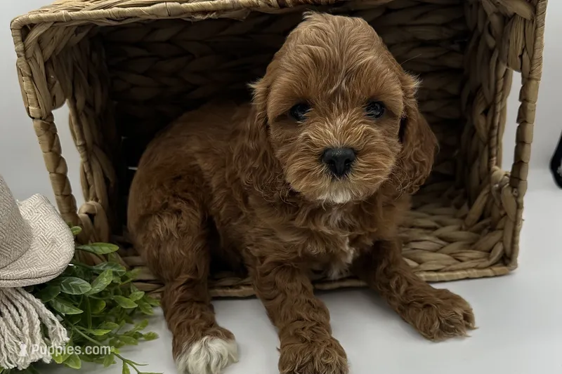 Hazel  – Cavapoo puppy for sale in Wyandotte, OK