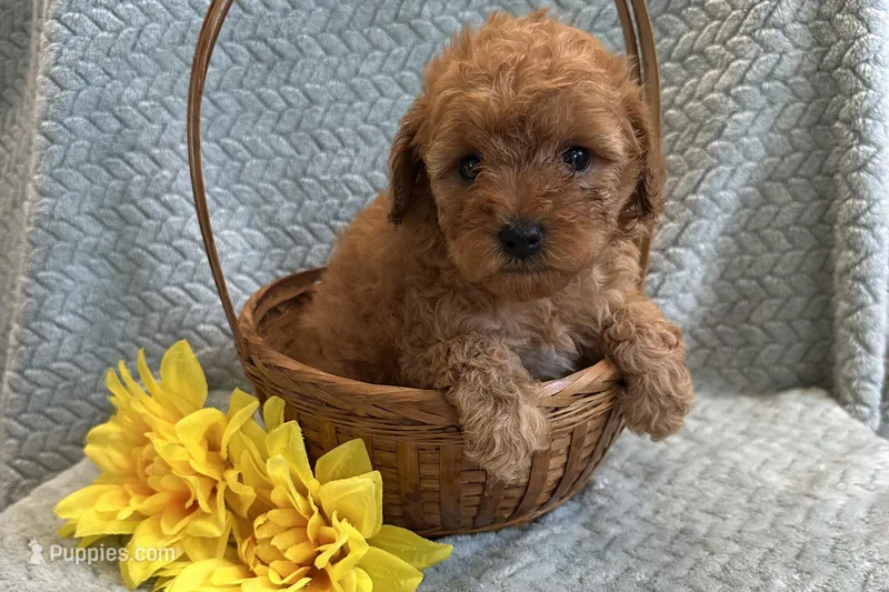 Rider – Cavapoo puppy for sale in Wyandotte, OK