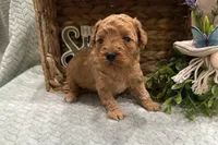 Rider, a male Cavapoo for sale in Wyandotte, OK – Photo 2 of 3