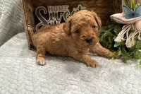 Rider, a male Cavapoo for sale in Wyandotte, OK – Photo 1 of 3