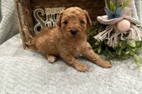 Rider, a male Cavapoo for sale in Wyandotte, OK – Photo 3 of 3