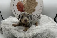 Luna , a female Miniature Dachshund for sale in Wyandotte, OK – 3 of 3