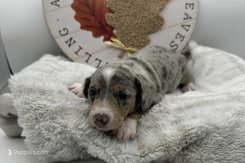 Honey , a female Miniature Dachshund for sale in Wyandotte, OK – 1 of 3