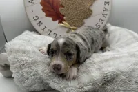 Honey , a female Miniature Dachshund for sale in Wyandotte, OK – 1 of 3