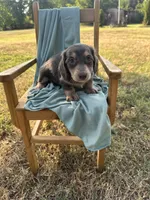 Sophie , a female Miniature Dachshund for sale in Wyandotte, OK – 2 of 3