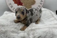 Luna , a female Miniature Dachshund for sale in Wyandotte, OK – 2 of 3