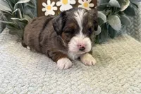 Dillon , a male Aussiedoodle for sale in Wyandotte, OK – Photo 2 of 3