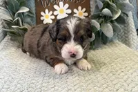 Dillon , a male Aussiedoodle for sale in Wyandotte, OK – Photo 3 of 3
