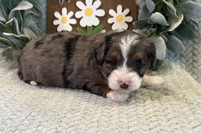 Dillon  – Aussiedoodle puppy for sale in Wyandotte, OK