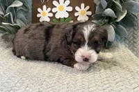Dillon , a male Aussiedoodle for sale in Wyandotte, OK – Photo 1 of 3