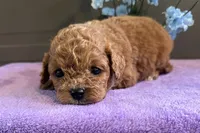 Parker , a male Cavapoo for sale in Wyandotte, OK – 2 of 3