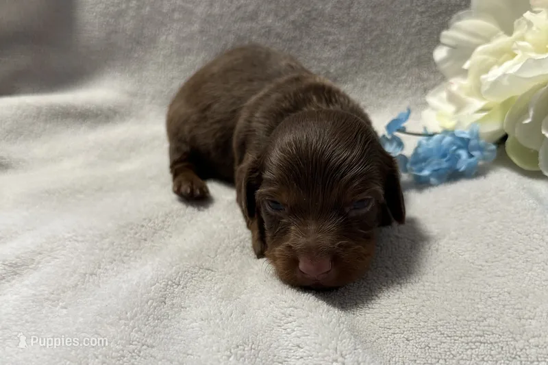 Coco  – Miniature Dachshund puppy for sale in Wyandotte, OK