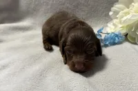 Coco , a male Miniature Dachshund for sale in Wyandotte, OK – 1 of 3