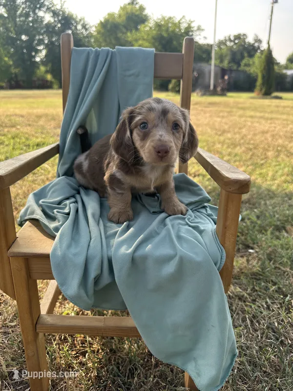 Lady  – Miniature Dachshund puppy for sale in Wyandotte, OK