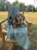 Lady , a female Miniature Dachshund for sale in Wyandotte, OK – 1 of 3