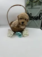 Bud , a male Bichpoo for sale in Wyandotte, OK – Photo 2 of 3