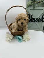 Bud , a male Bichpoo for sale in Wyandotte, OK – Photo 1 of 3