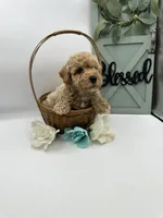 Bud , a male Bichpoo for sale in Wyandotte, OK – Photo 3 of 3