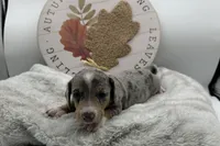 Honey , a female Miniature Dachshund for sale in Wyandotte, OK – 2 of 3