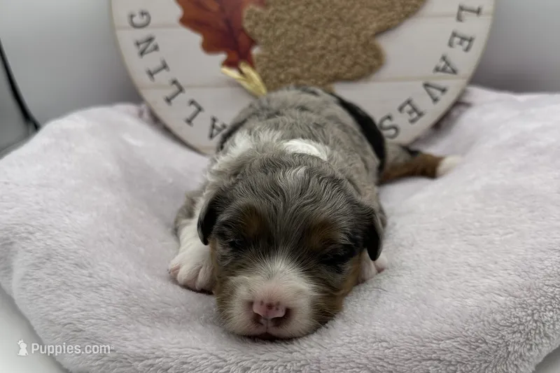 Bubbles , a female Miniature Aussiedoodle for sale in Wyandotte, OK – 1 of 3