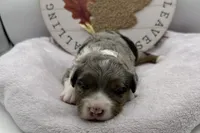 Bubbles , a female Miniature Aussiedoodle for sale in Wyandotte, OK – 1 of 3