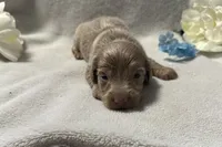 Archer , a male Miniature Dachshund for sale in Wyandotte, OK – 3 of 3