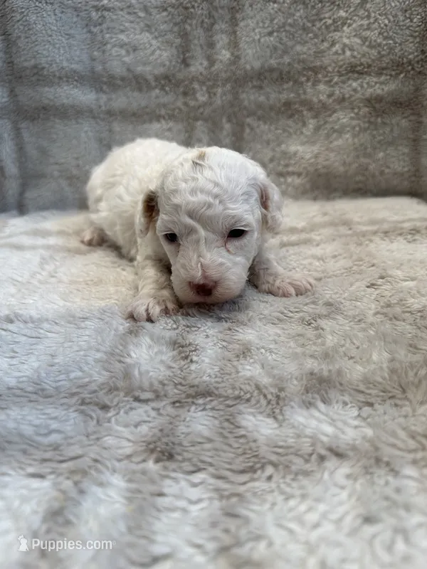 Duke – Maltipoo puppy for sale in Wyandotte, OK
