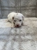 Duke, a male Maltipoo for sale in Wyandotte, OK – 1 of 2