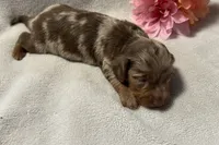 Luna, a male Miniature Dachshund for sale in Wyandotte, OK – 3 of 3