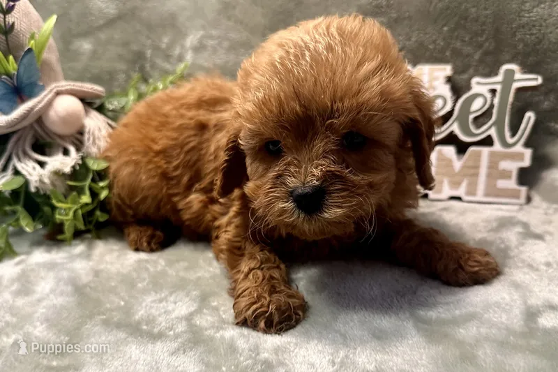 Benny – Cavapoo puppy for sale in Wyandotte, OK