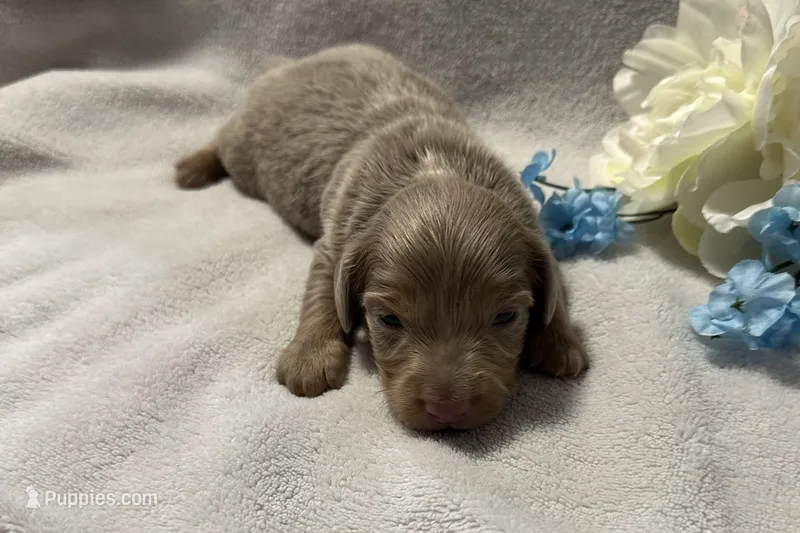 Artie  – Miniature Dachshund puppy for sale in Wyandotte, OK