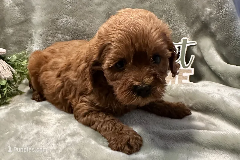 Sadie – Cavapoo puppy for sale in Wyandotte, OK