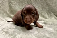Duke , a male Miniature Dachshund for sale in Wyandotte, OK – 3 of 3