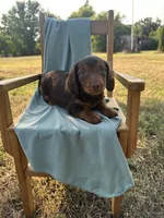 Rainy, a female Miniature Dachshund for sale in Wyandotte, OK – 2 of 3