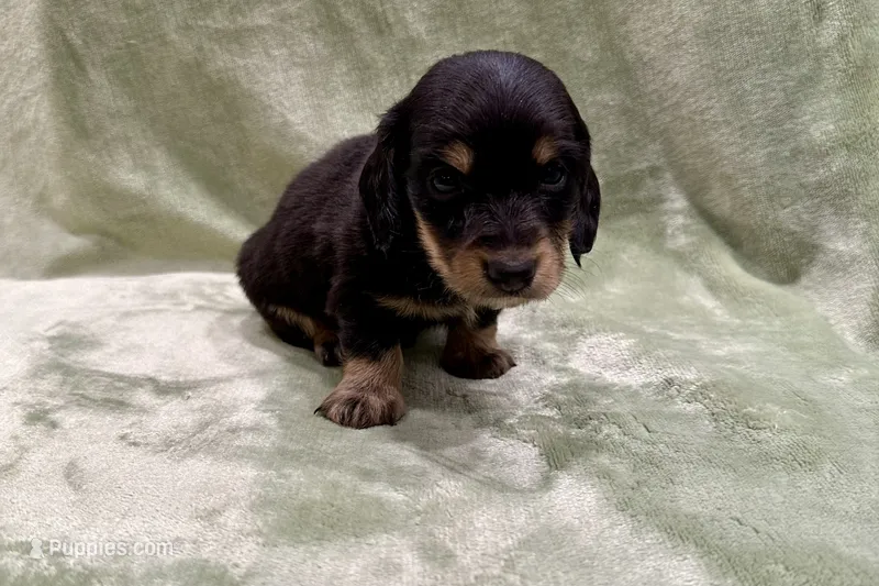 Bear – Miniature Dachshund puppy for sale in Wyandotte, OK