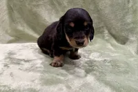 Bear, a male Miniature Dachshund for sale in Wyandotte, OK – 1 of 3
