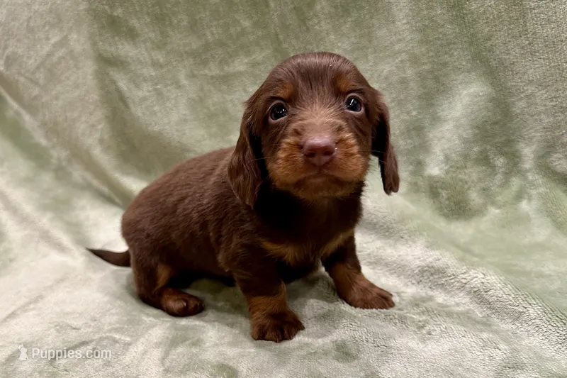 Duke  – Miniature Dachshund puppy for sale in Wyandotte, OK