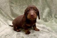 Duke , a male Miniature Dachshund for sale in Wyandotte, OK – 1 of 3