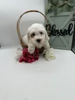 Pinky , a female Bichpoo for sale in Wyandotte, OK – Photo 3 of 3