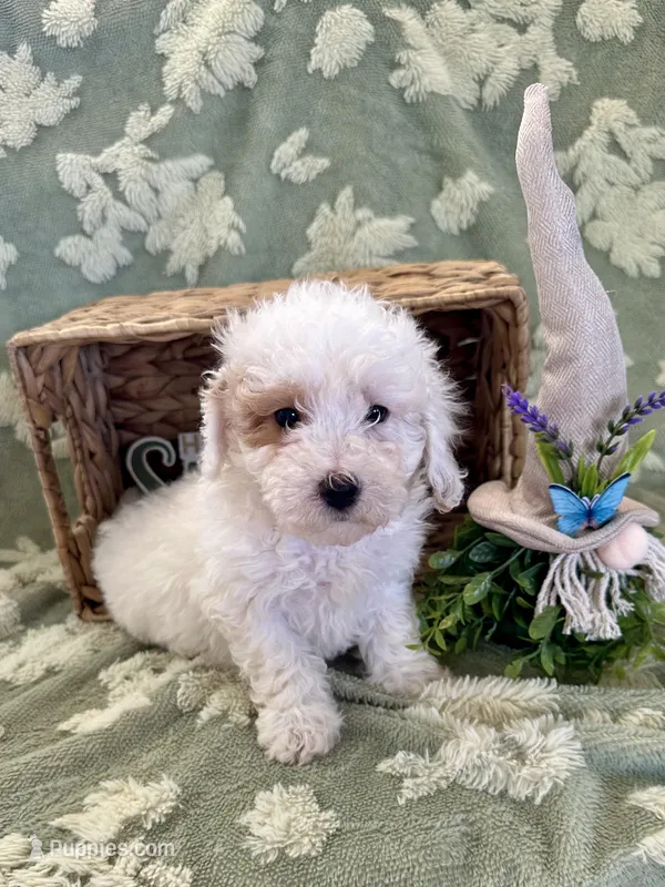 Pinky  – Bichpoo puppy for sale in Wyandotte, OK