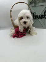 Pinky , a female Bichpoo for sale in Wyandotte, OK – Photo 2 of 3